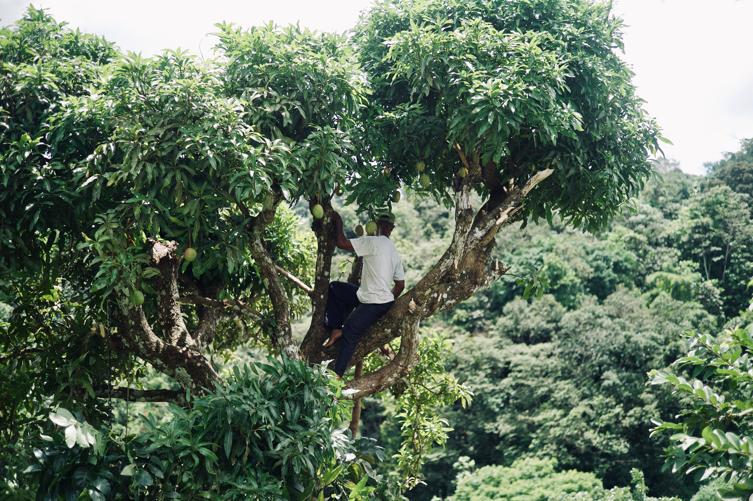 Saint Heron - Shala Monroque